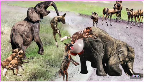 Brutal Scene! Newborn Baby Elephant Is Mercilessly Destroy By Pack Of Bloodthirsty Wild Dogs